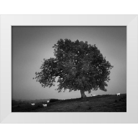 Evening Light I White Modern Wood Framed Art Print by Henson, Martin