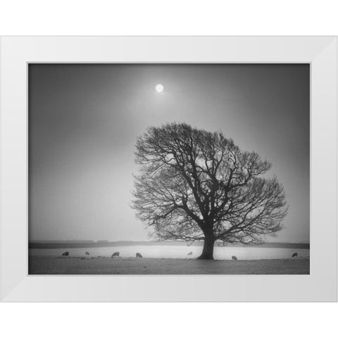 Evening Light II White Modern Wood Framed Art Print by Henson, Martin