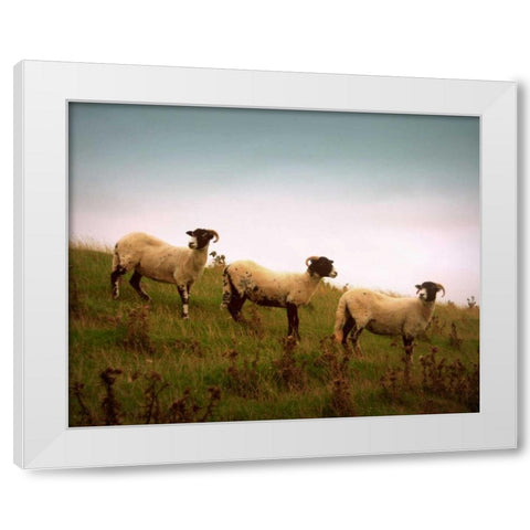 Wooly Friends I White Modern Wood Framed Art Print by Bell, Lillian