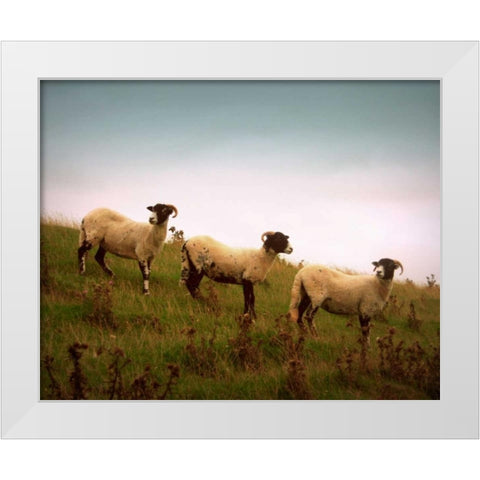 Wooly Friends I White Modern Wood Framed Art Print by Bell, Lillian