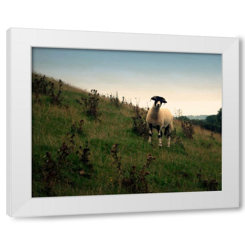 Wooly Friends II White Modern Wood Framed Art Print by Bell, Lillian