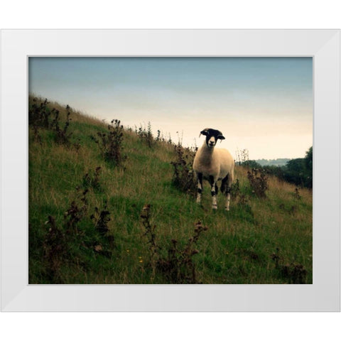 Wooly Friends II White Modern Wood Framed Art Print by Bell, Lillian