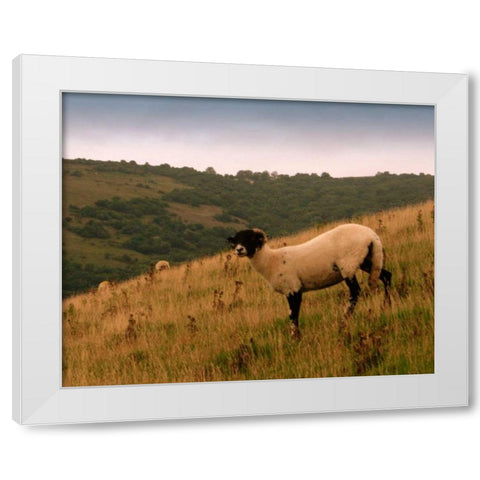 Wooly Friends III White Modern Wood Framed Art Print by Bell, Lillian