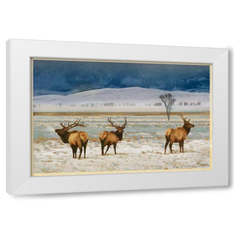 Refuge Elk White Modern Wood Framed Art Print by Vest, Chris