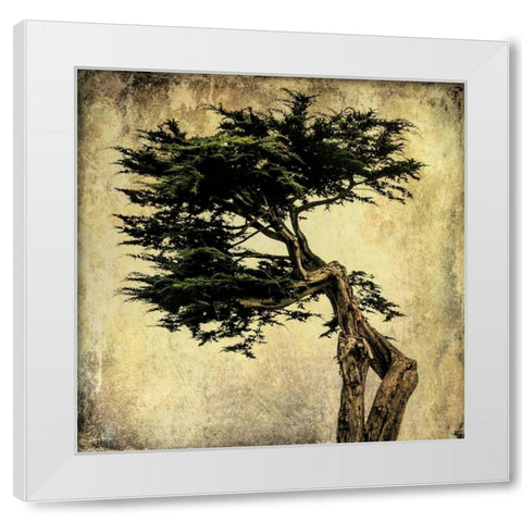 Grand Cypress White Modern Wood Framed Art Print by Malek, Honey