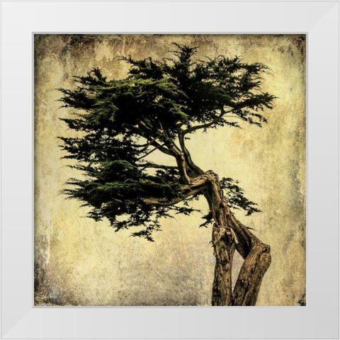 Grand Cypress White Modern Wood Framed Art Print by Malek, Honey
