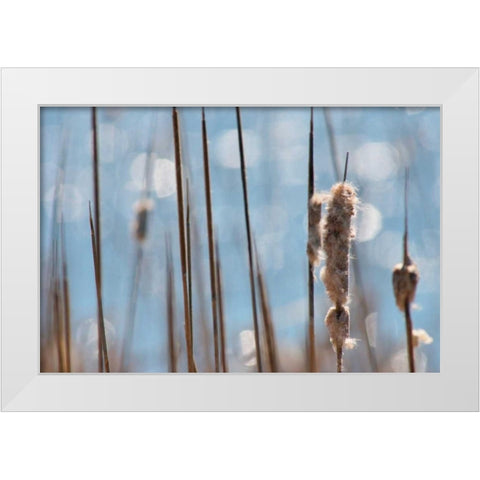 Light Dance on Cattails I White Modern Wood Framed Art Print by Robertson, Leda