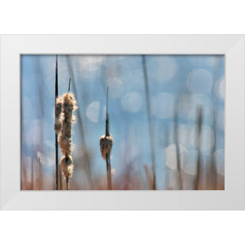 Light Dance on Cattails II White Modern Wood Framed Art Print by Robertson, Leda