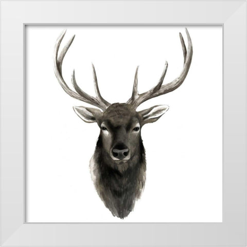 Western Animal Study V White Modern Wood Framed Art Print by Popp, Grace