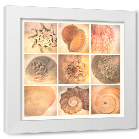 Coral Seashells White Modern Wood Framed Art Print by Malek, Honey