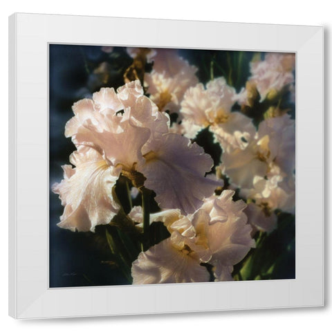 Bearded Iris White Modern Wood Framed Art Print by Bogle, Collin