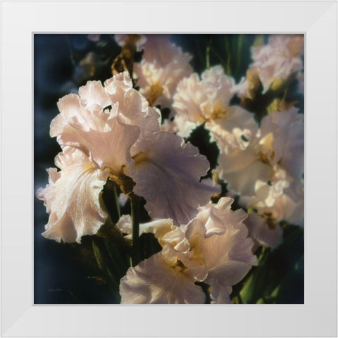 Bearded Iris White Modern Wood Framed Art Print by Bogle, Collin