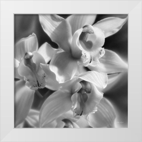 Orchids - BandW White Modern Wood Framed Art Print by Bogle, Collin