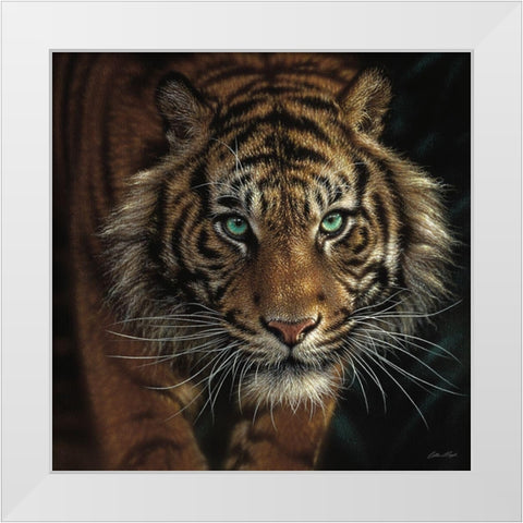 Eye of the Tiger - Square White Modern Wood Framed Art Print by Bogle, Collin