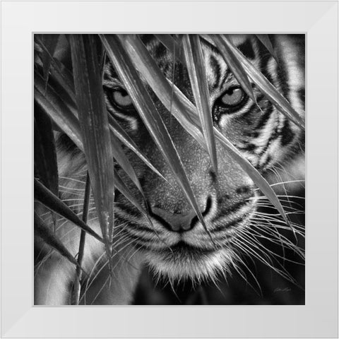 Tiger - Blue Eyes Bamboo - BandW White Modern Wood Framed Art Print by Bogle, Collin