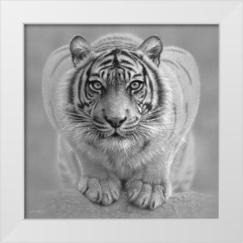 White Tiger - Wild Intentions - BandW White Modern Wood Framed Art Print by Bogle, Collin
