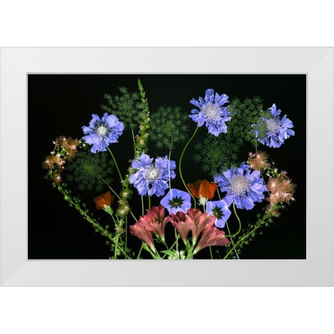 Botanical XI White Modern Wood Framed Art Print by Frates, Dennis