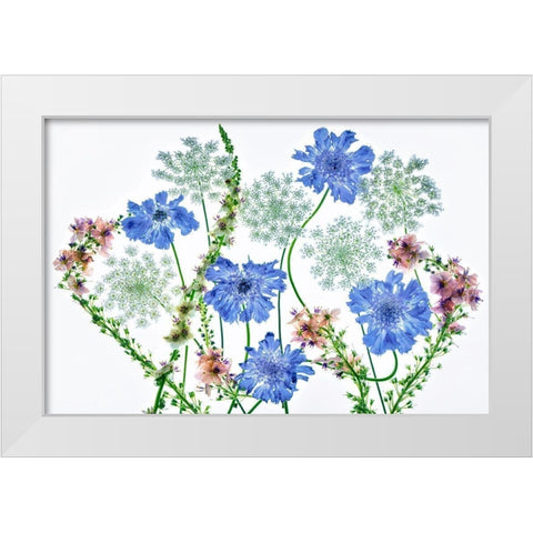 Botanical VII White Modern Wood Framed Art Print by Frates, Dennis