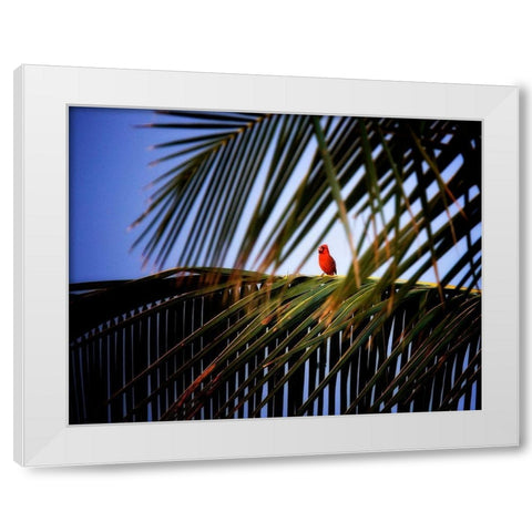 Cardinal White Modern Wood Framed Art Print by Frates, Dennis