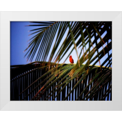 Cardinal White Modern Wood Framed Art Print by Frates, Dennis