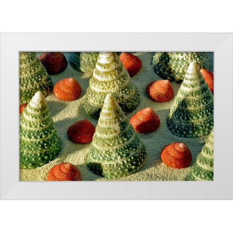 Tree Shells White Modern Wood Framed Art Print by Frates, Dennis