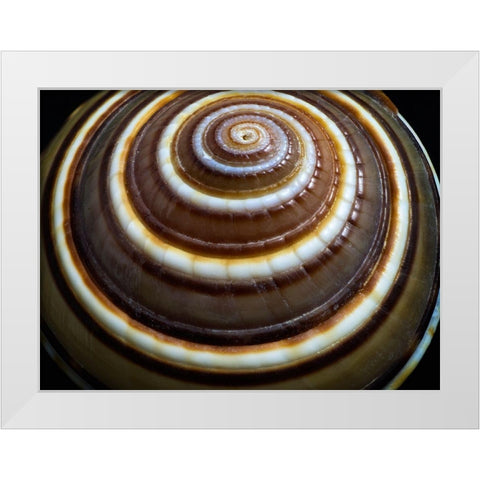 Shell Spiral III White Modern Wood Framed Art Print by Frates, Dennis