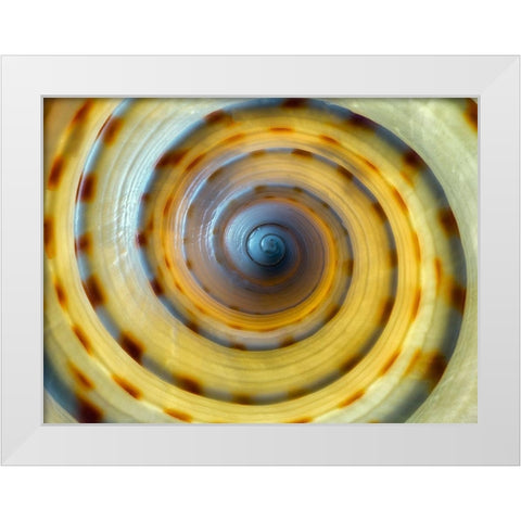 Shell Spiral IV White Modern Wood Framed Art Print by Frates, Dennis