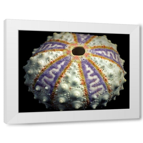 Zig Zag White Modern Wood Framed Art Print by Frates, Dennis