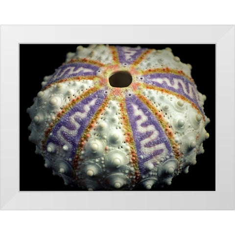 Zig Zag White Modern Wood Framed Art Print by Frates, Dennis