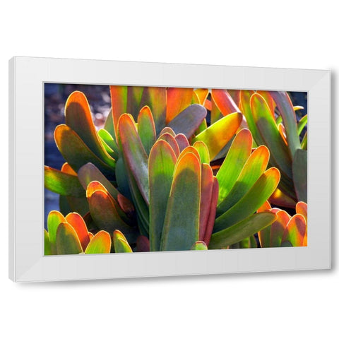 Succulents II White Modern Wood Framed Art Print by Frates, Dennis
