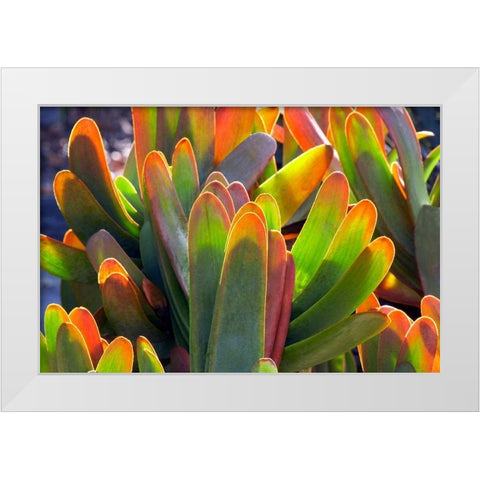 Succulents II White Modern Wood Framed Art Print by Frates, Dennis