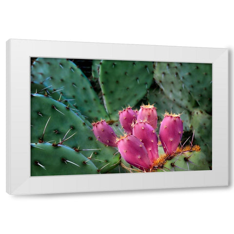 Pink Cactus White Modern Wood Framed Art Print by Frates, Dennis