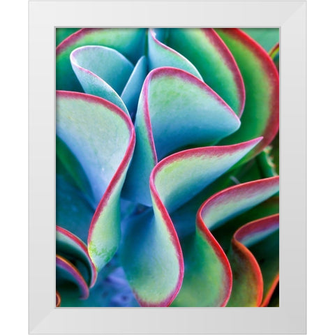 Succulent VII White Modern Wood Framed Art Print by Frates, Dennis