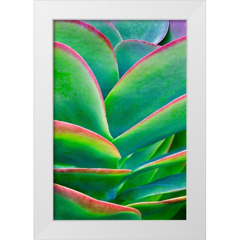 Succulent VIII White Modern Wood Framed Art Print by Frates, Dennis