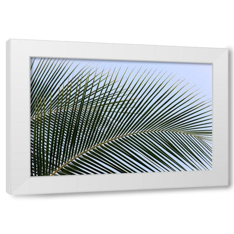 Tropical White Modern Wood Framed Art Print by Frates, Dennis