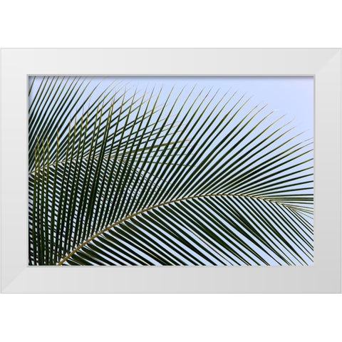 Tropical White Modern Wood Framed Art Print by Frates, Dennis