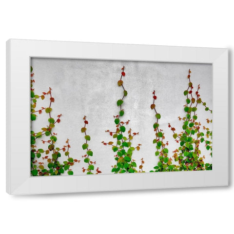 Vine White Modern Wood Framed Art Print by Frates, Dennis