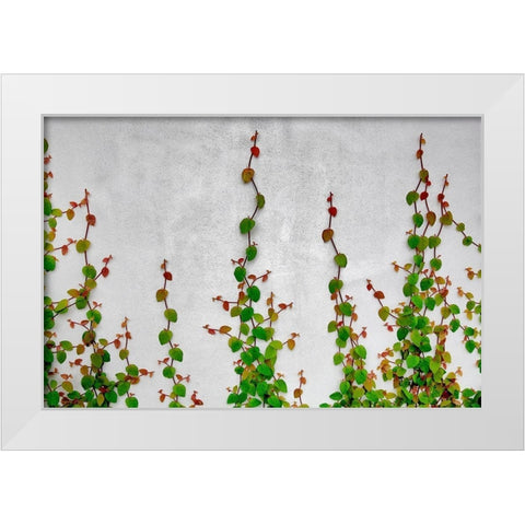 Vine White Modern Wood Framed Art Print by Frates, Dennis
