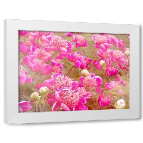 Pinks White Modern Wood Framed Art Print by Frates, Dennis