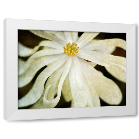 White Flower White Modern Wood Framed Art Print by Frates, Dennis