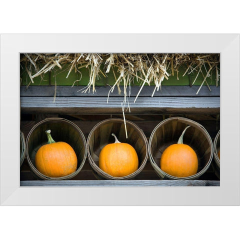 Pumpkins White Modern Wood Framed Art Print by Frates, Dennis