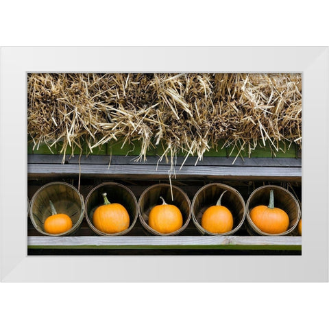 More Pumpkins White Modern Wood Framed Art Print by Frates, Dennis