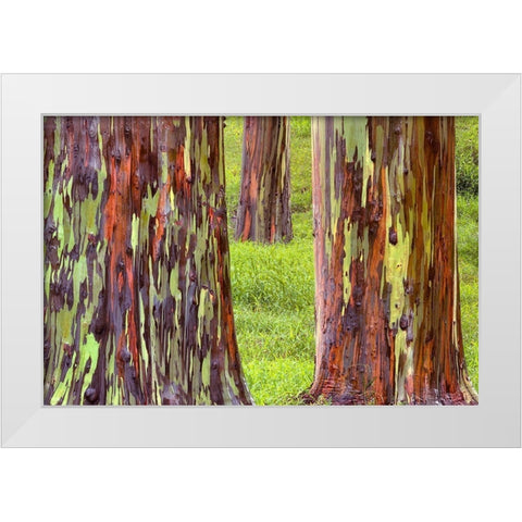 Trunk Club White Modern Wood Framed Art Print by Frates, Dennis