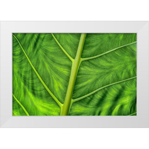 Leaf Details White Modern Wood Framed Art Print by Frates, Dennis