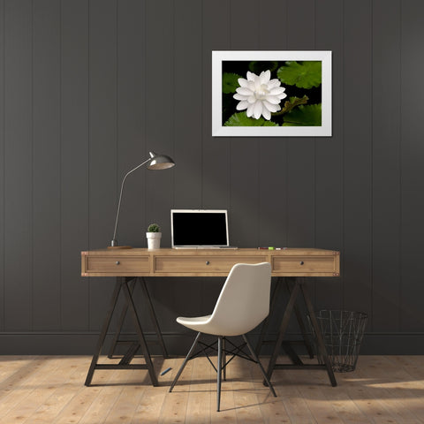 White Flower White Modern Wood Framed Art Print by Frates, Dennis