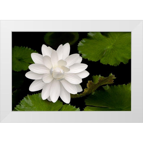 White Flower White Modern Wood Framed Art Print by Frates, Dennis