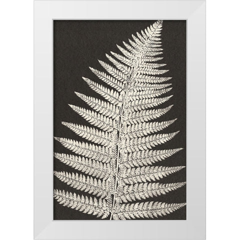 Vintage Ferns VII White Modern Wood Framed Art Print by JJ Design