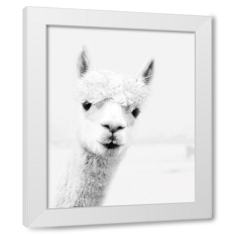 Llama White Modern Wood Framed Art Print by Pugh, Jennifer