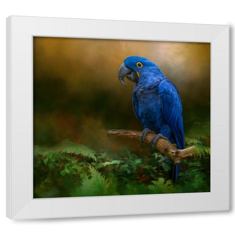 Paradise Perch White Modern Wood Framed Art Print by Parker, Kelley