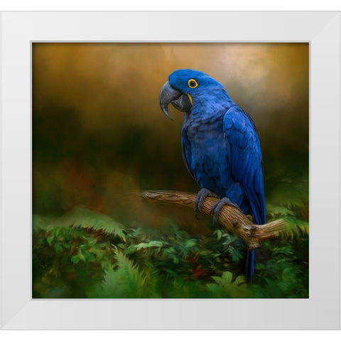 Paradise Perch White Modern Wood Framed Art Print by Parker, Kelley